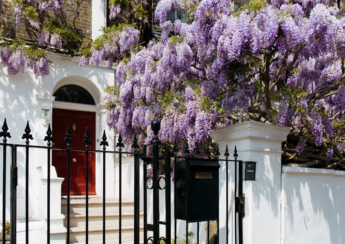 Property in Central London with red front door and wysteria